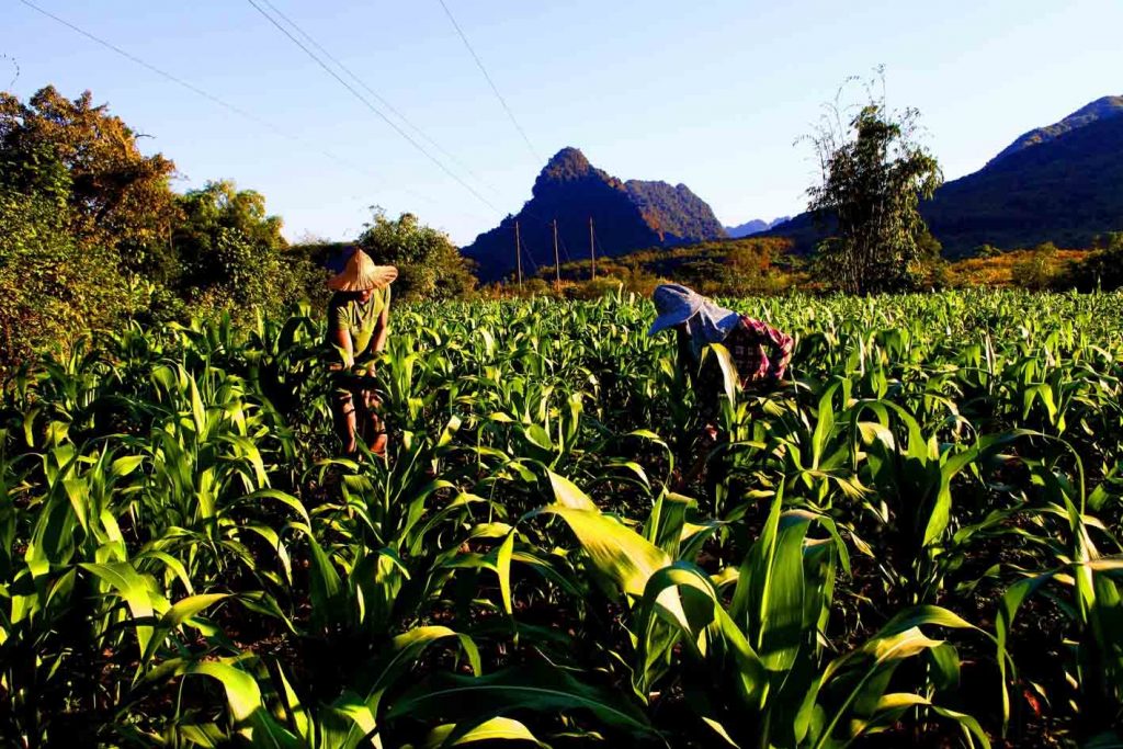 Văn học nghệ thuật Lai Châu