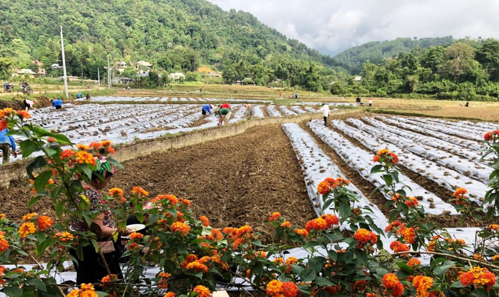 Văn học nghệ thuật Lai Châu